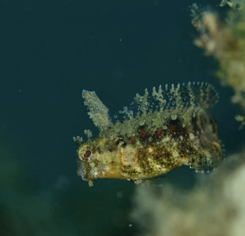 Floral Blenny