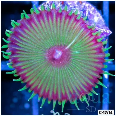 Flytrap Palys Multiples Available