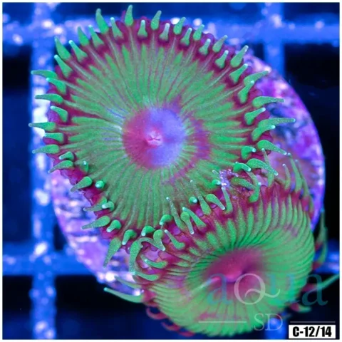 Flytrap Palys Multiples Available