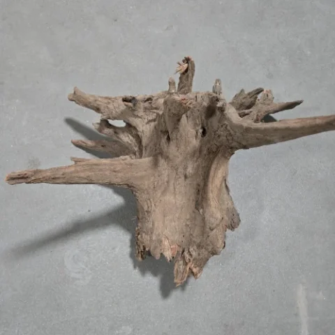 Forest Drift Wood 50-60cm (Per Piece)