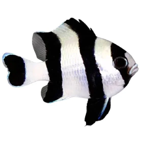 Four Stripe Damsel
