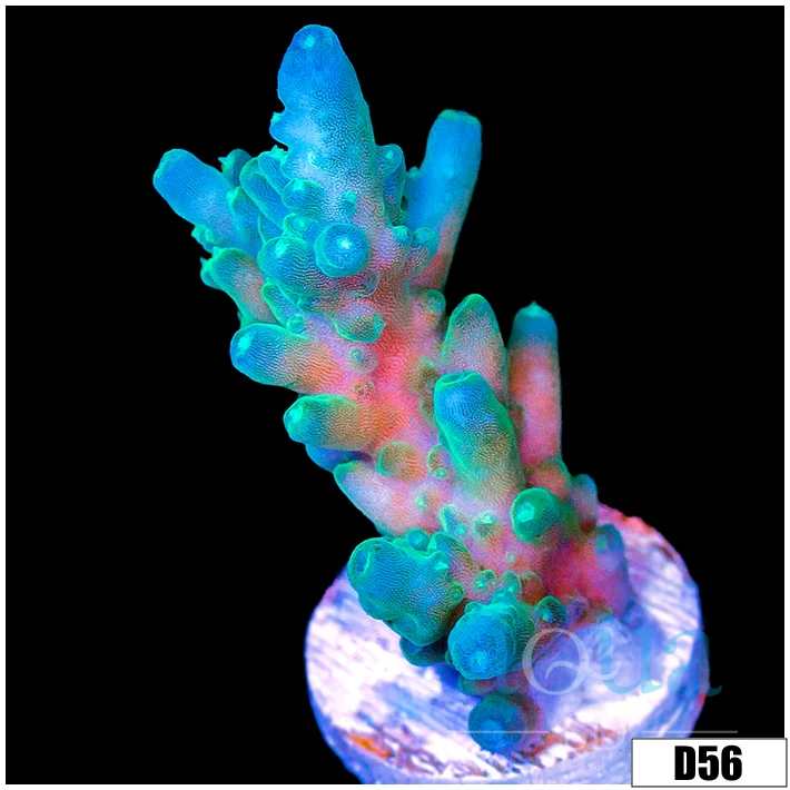 Frostland Tort Acropora