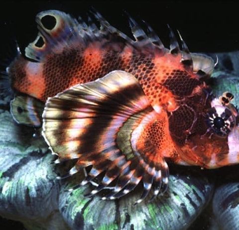 FuManChu Lionfish