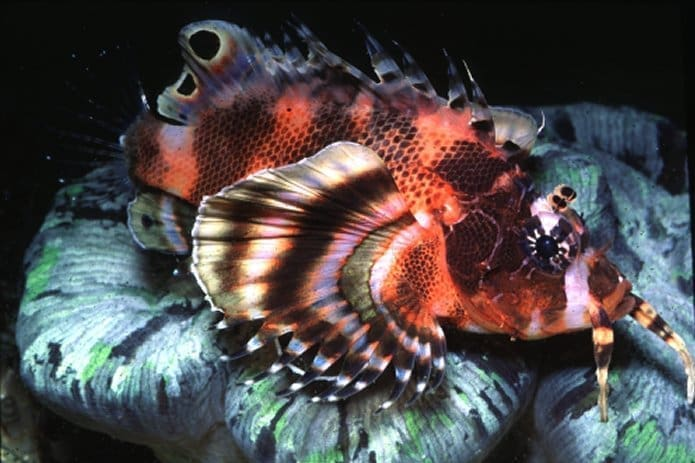 FuManChu Lionfish