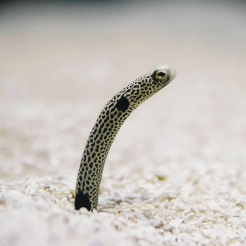 Garden Eel (Expert Only)