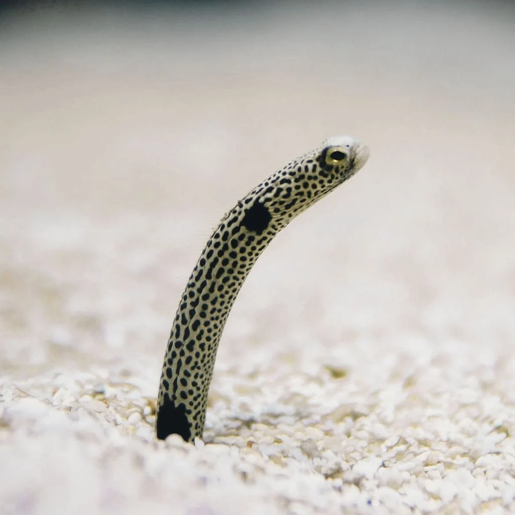 Garden Eel (Expert Only)