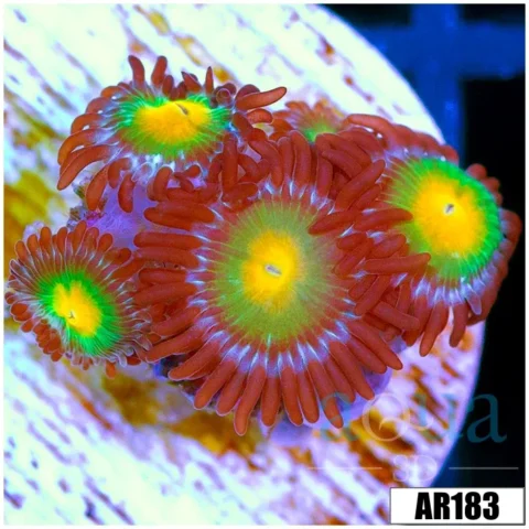 Gator Eyes Zoas Multiples Available
