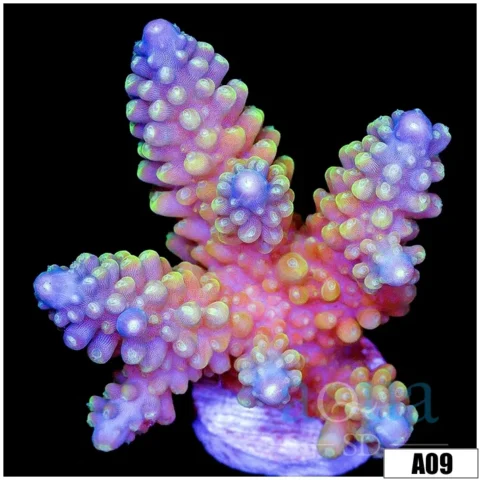 Glaaxy Acropora