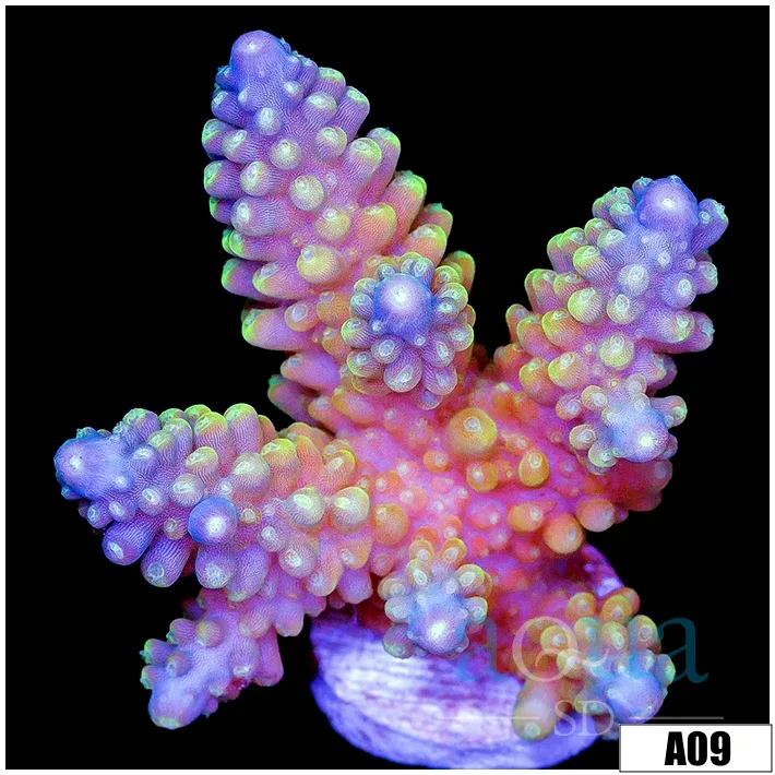 Glaaxy Acropora