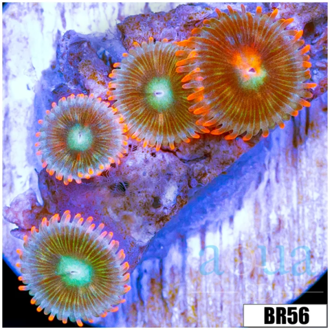 Goblins Fire Zoas