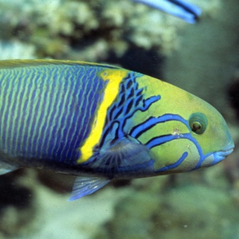 Gold Bar Wrasse Africa Med