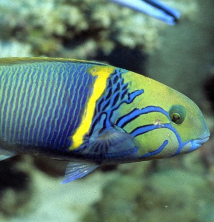 Gold Bar Wrasse Africa Med