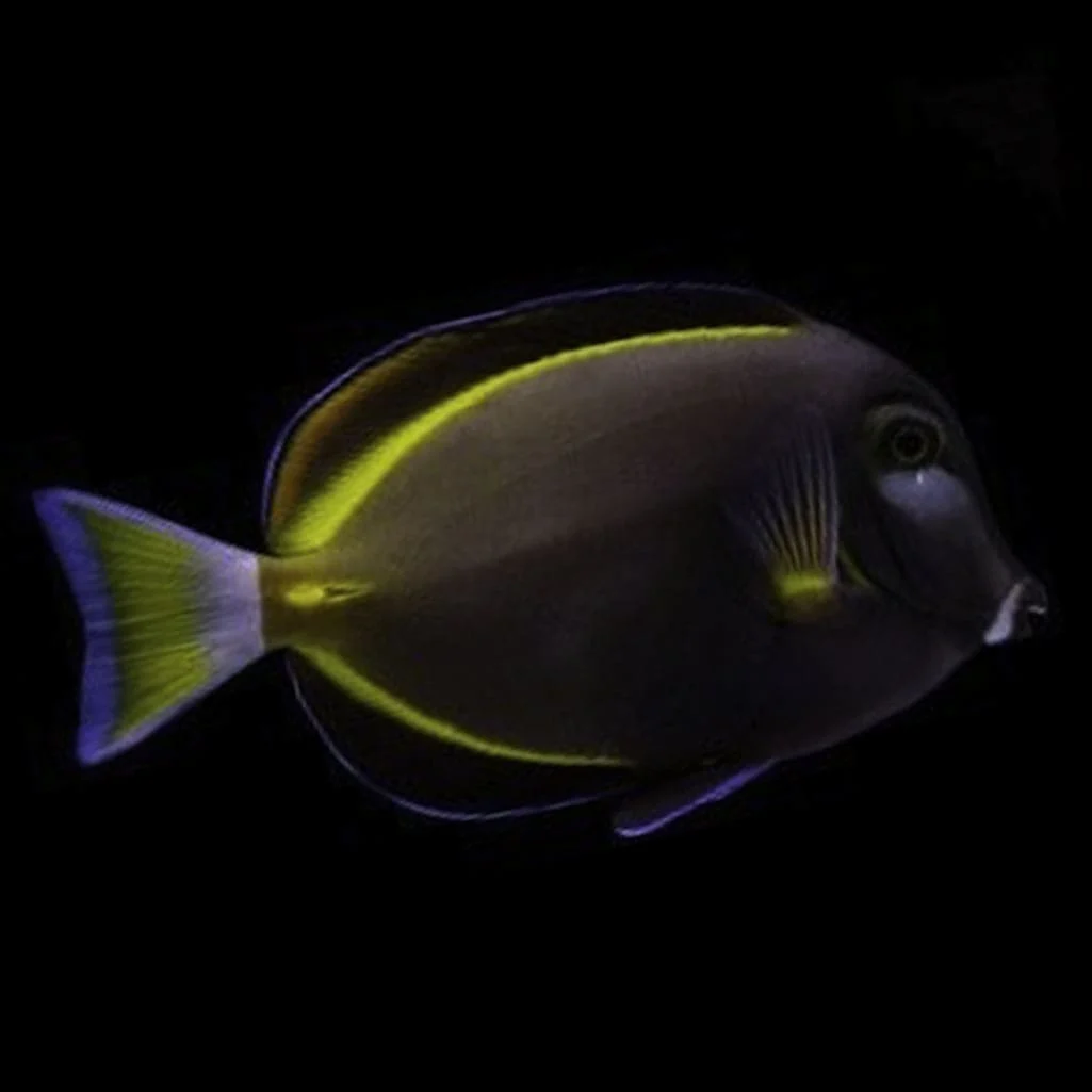 Gold Rim Tang