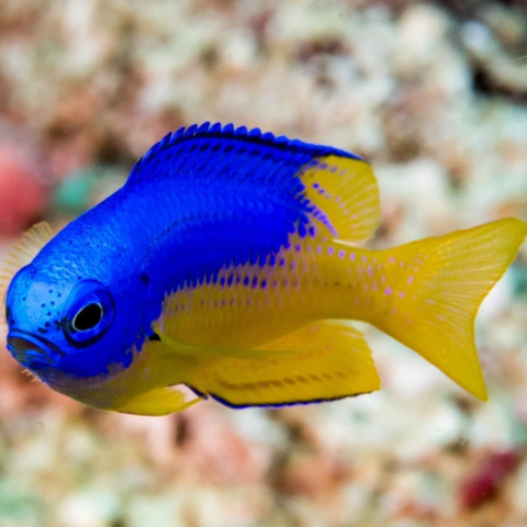 Goldbelly Damsel