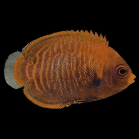 Golden Angelfish (No DOA Guarantee)