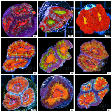 Grade A Assorted Acan Lord - Multiples Available