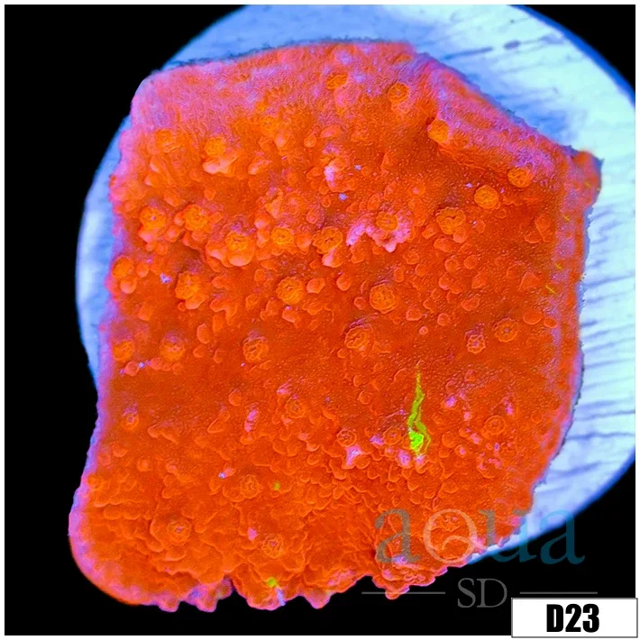 Grafted Monti Cap