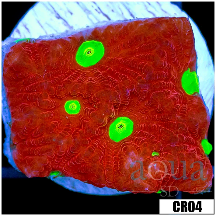 Grafted War Coral Favia
