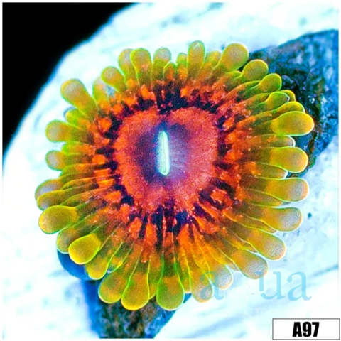 Grand Master Krak Zoas