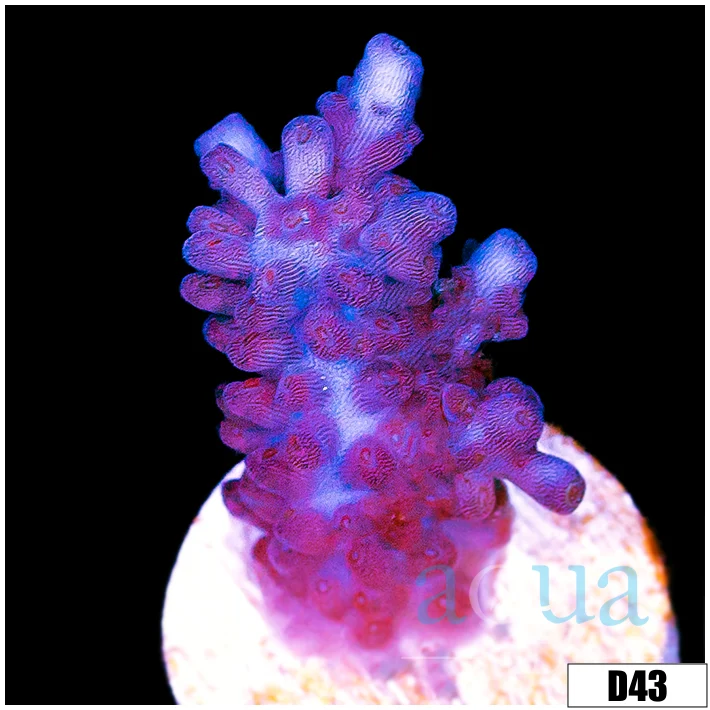 Grape Tort Acropora - Image 5