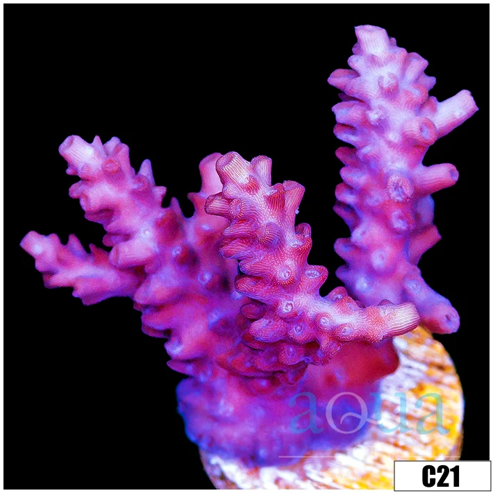 Grape Tort Acropora - Image 6