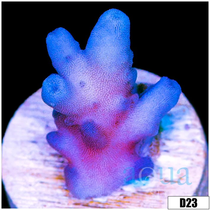 Grape Tort Acropora