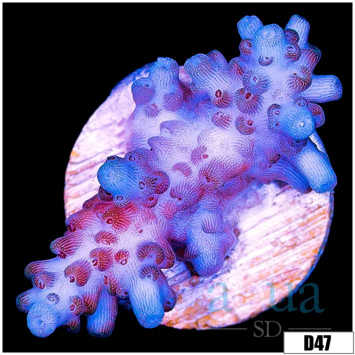 Grape Tort Acropora - Image 2