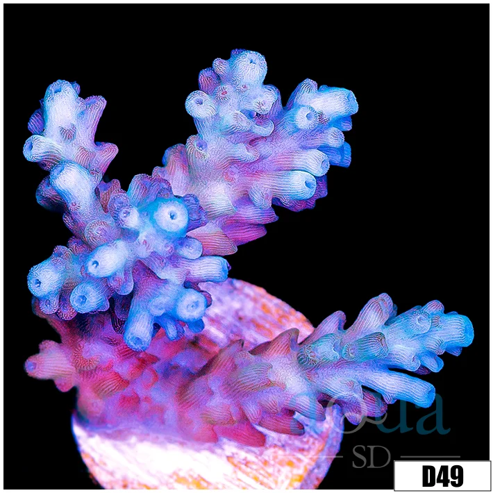 Grape Tort Acropora - Image 3