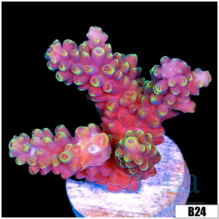 Grape Tort Acropora
