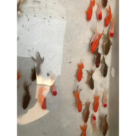 Gray ( black ) Oranda Goldfish