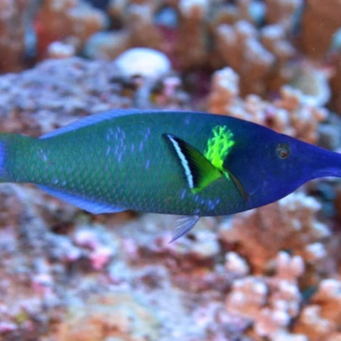 Green Bird Wrasse