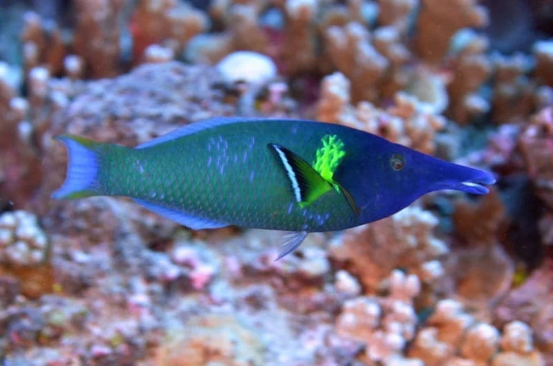 Green Bird Wrasse
