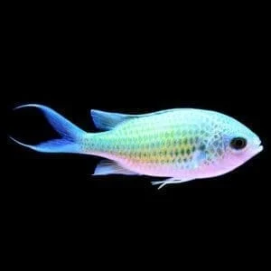 Green Chromis