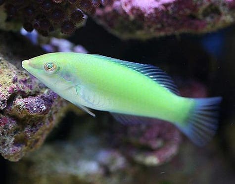 Green Coris Wrasse