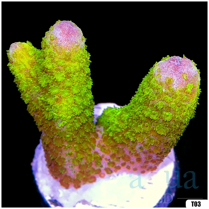 Green Digitata Multiples Available