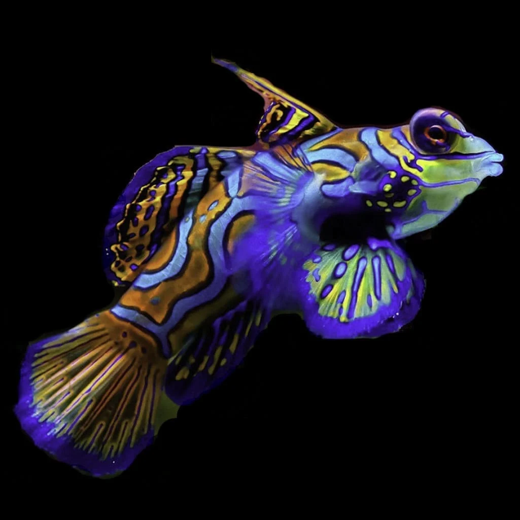 Green Mandarin Dragonet