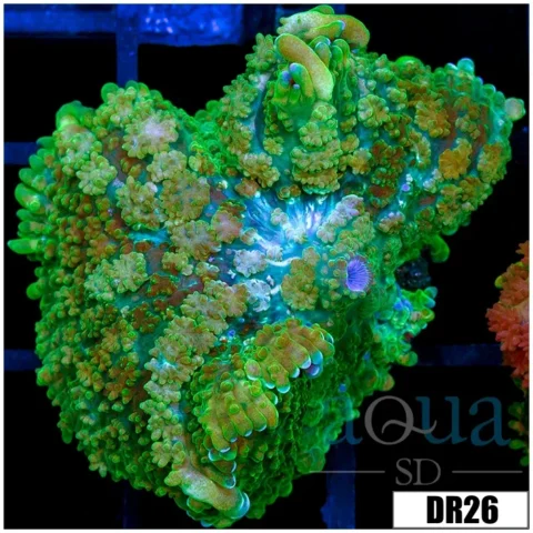 Green Rhodactis Mushroom