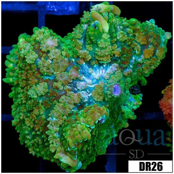 Green Rhodactis Mushroom