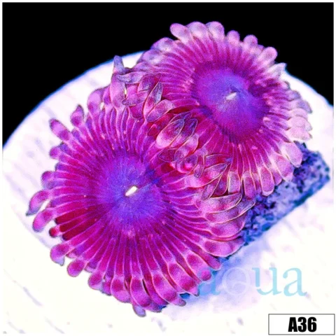 Halle Berry Zoas