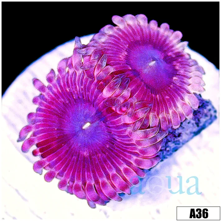 Halle Berry Zoas
