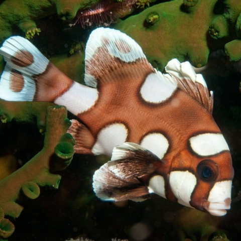 Harlequin Sweetlips