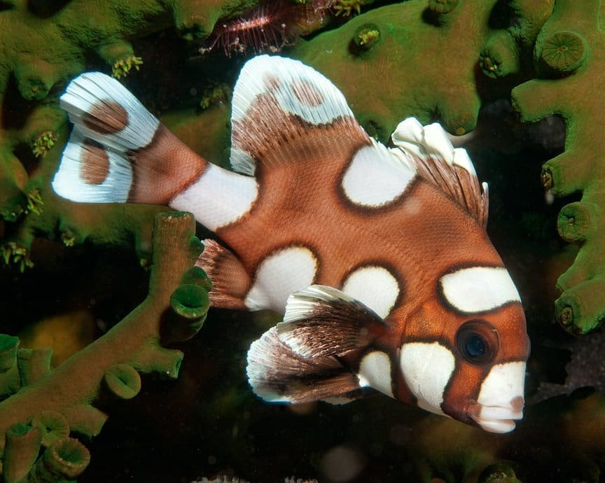 Harlequin Sweetlips