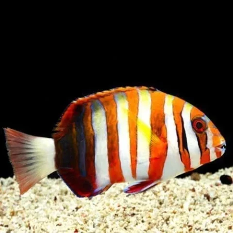 Harlequin Tusk (Indo) Med