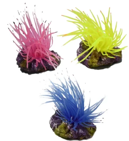 Hikari Anemone on Rock (96201)