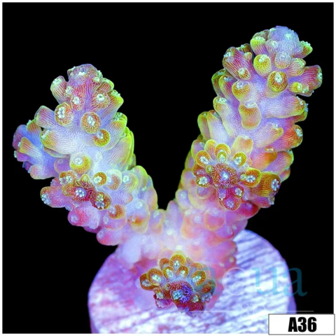 Honey Crystal Acropora