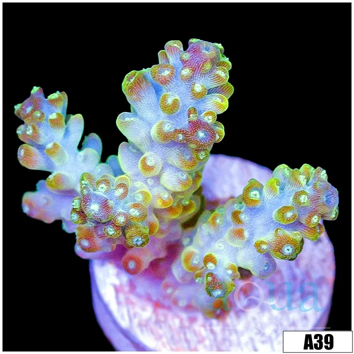 Honey Crystal Acropora - Image 2