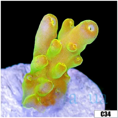 Honeydew Tort Acropora