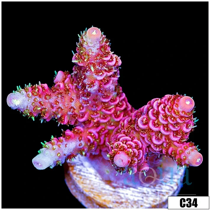 Hot Barbie Mille - Image 5