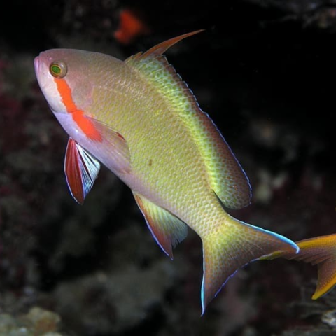 Hutchi Anthias Male