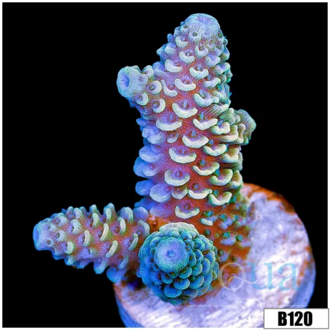 Iced Emerald Millepora